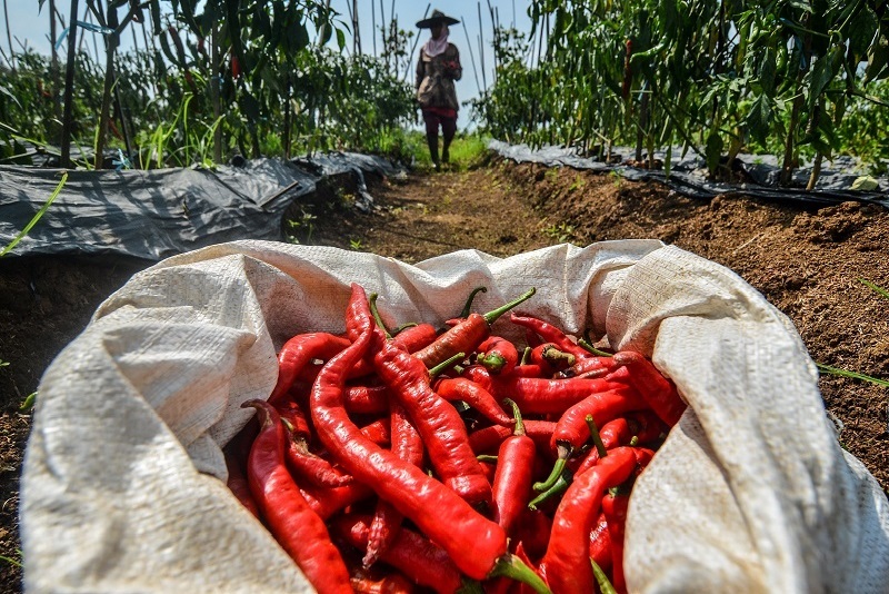 Kesejahteraan Petani Januari Meningkat