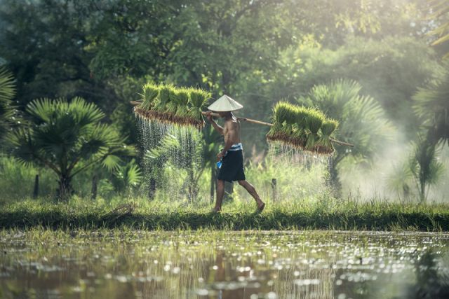 Kebijakan HET Beras Dinilai Tak Efektif Stabilkan Harga