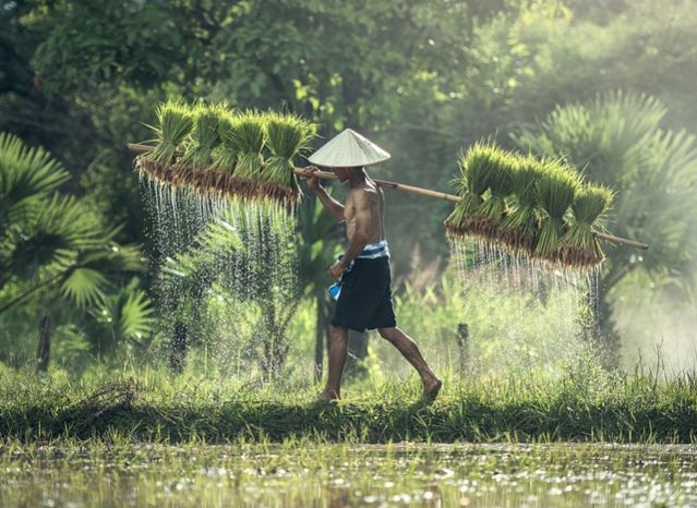 La Nina, Dampak Gagal Panen Harus Diantisipasi