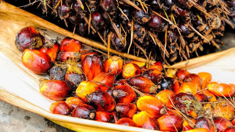 Deforestasi sawit dan lahan kritis: Mengapa pemulihan tak bisa ditunda