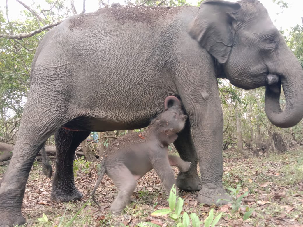 Konflik gajah sumatera dan warga Bengkalis: Mengapa terus terjadi?
