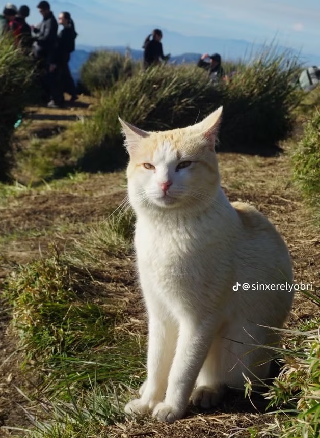 Marahnya warga Filipina karena kucing putih disingkirkan dari area pendakian