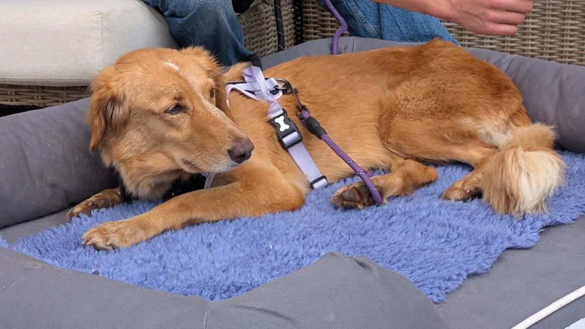 Kisah Amber: Anjing dari Qatar yang terkatung-katung di lautan Inggris