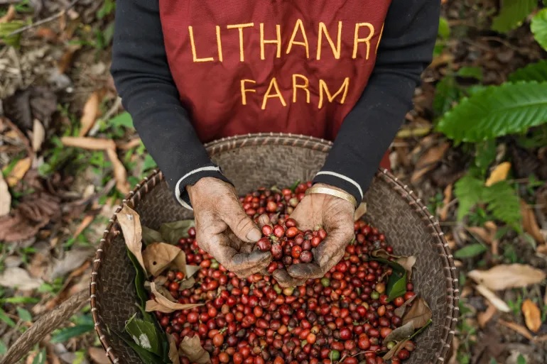 Geliat Nagaland, menuju pusat kopi terbaru di India