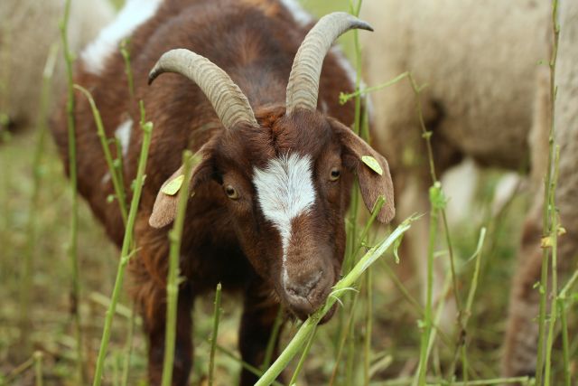 Antara daging domba dan kambing, mana yang lebih sehat?