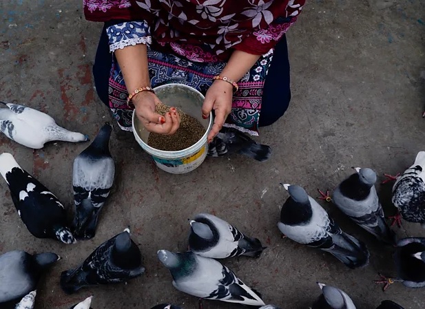 Melihat dari dekat kehidupan satu-satunya wanita pencinta burung dara di Old Delhi
