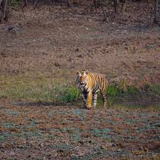 Nasib tragis warga kampung dekat cagar alam harimau