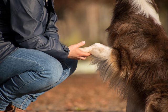 Jenis anjing yang ramah terhadap manusia