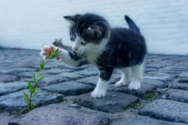 Hati-hati, kecemasan ekstrem pada kucing bisa jadi tanda penyakit