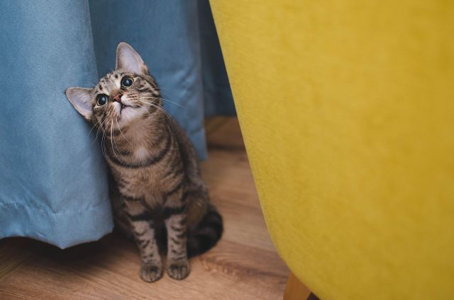 Dari bau, kucing bisa mengenali pemiliknya