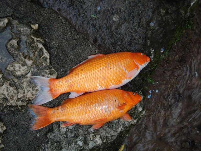Ikan bisa merasakan sakit sekitar 20 menit saat ditarik dari air