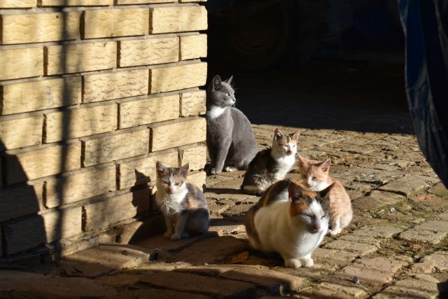 Tips mengusir kucing liar tanpa menyakiti