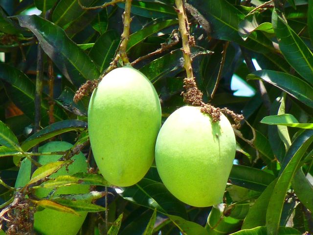 Konsumsi buah-buahan ini agar terhindar dari gangguan prostat