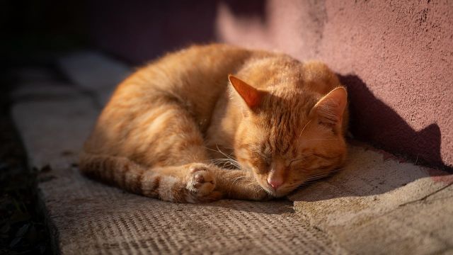 Kenapa kucing lebih suka tidur miring ke kiri?