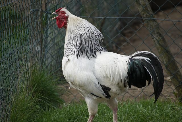 Apakah ayam jantan selalu berkokok di pagi hari?
