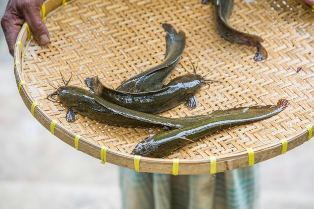Risiko kesehatan yang mungkin muncul dari mengonsumsi ikan lele