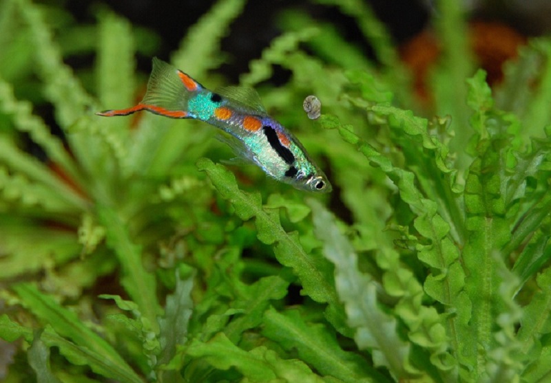 Seberapa pintar ikan? Riset membuktikan ikan ternyata cerdas