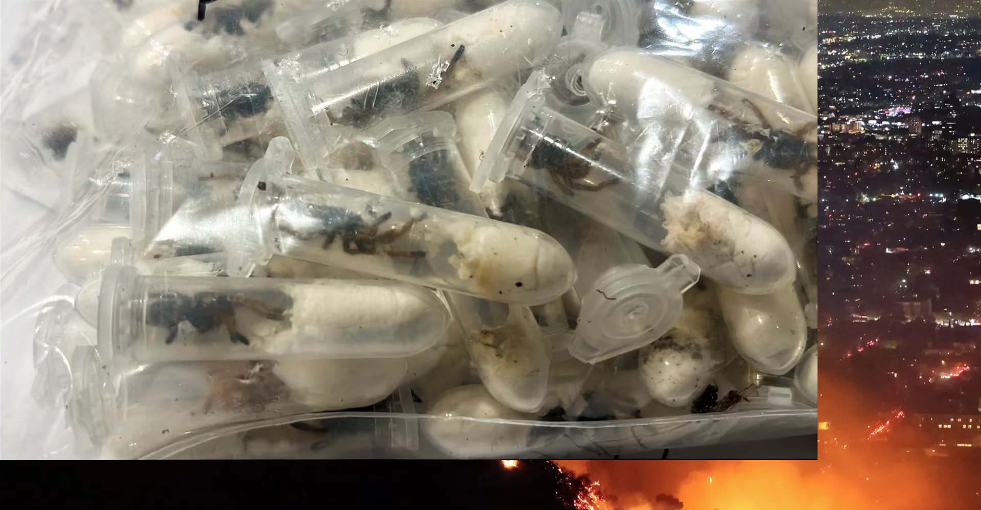 Bea Cukai Jerman ungkap kotak bolu coklat ternyata berisi 1.500 tarantula