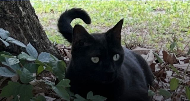 Seekor kucing di Florida menemukan virus baru