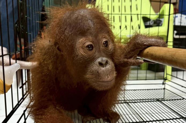 Thailand memulangkan empat orangutan ke Indonesia
