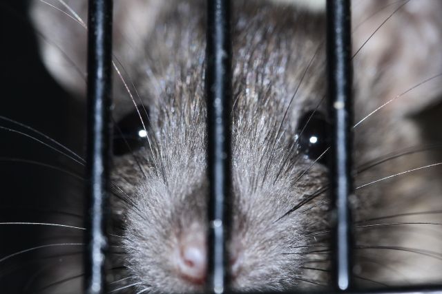 Cara mengusir tikus dari rumah
