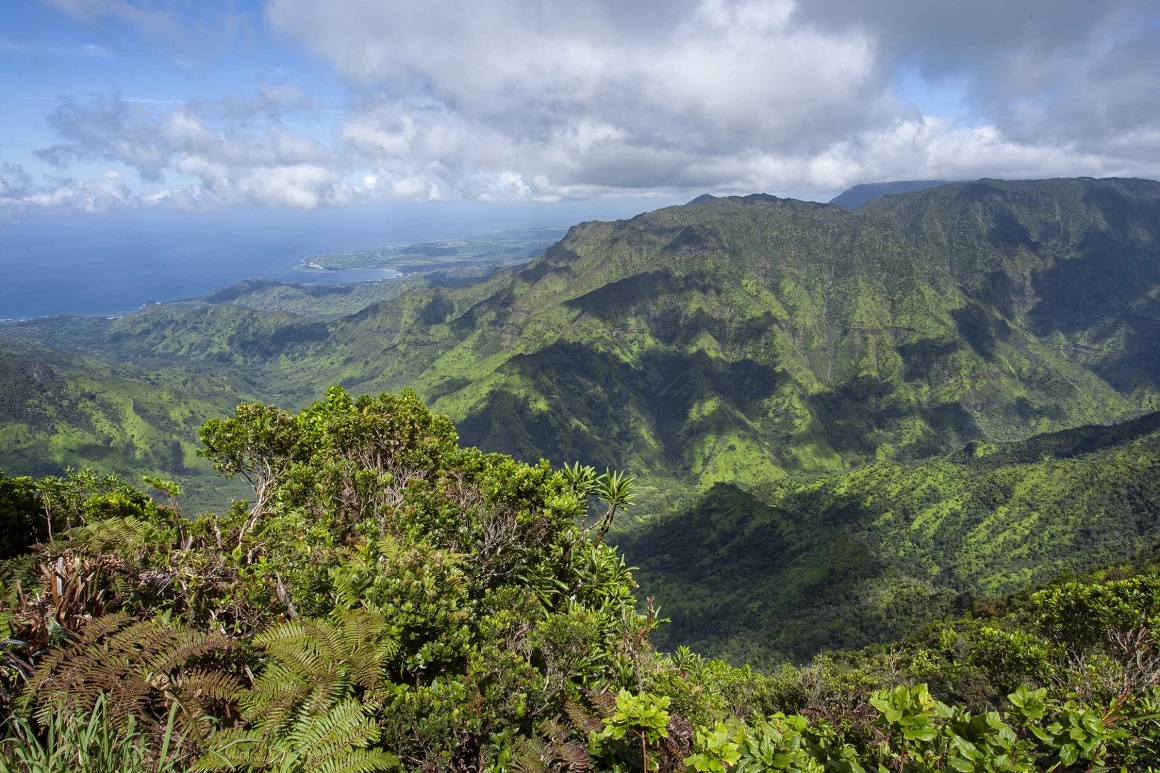 Puluhan ribu nyamuk dijatuhkan dari drone di Hawaii