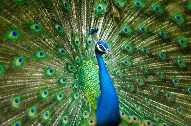 Burung merak ternyata punya sinar laser di ekornya