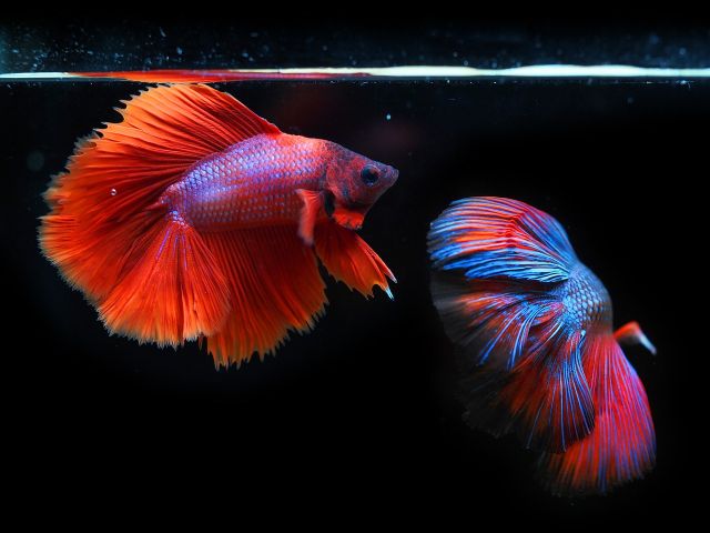 5 ikan hias yang mudah dipelihara dan dijual
