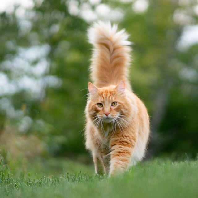 Dari ekor kucing, kita bisa tahu emosinya