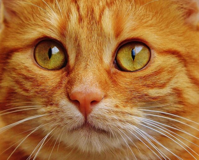 Cara simpel berkomunikasi dengan kucing