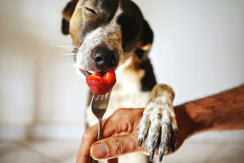 Lima tips ilmiah untuk memperpanjang usia anjing kesayanganmu