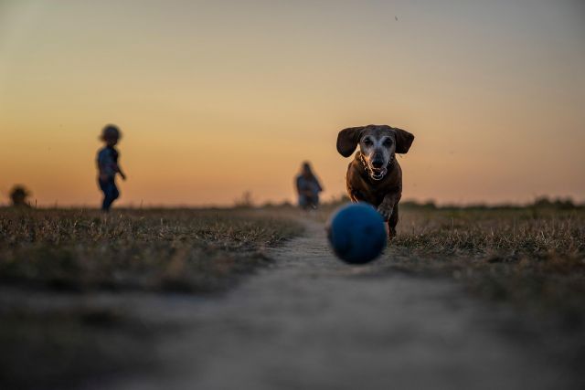 “Kecanduan” mainan pada anjing mirip manusia yang ketagihan judi dan gim