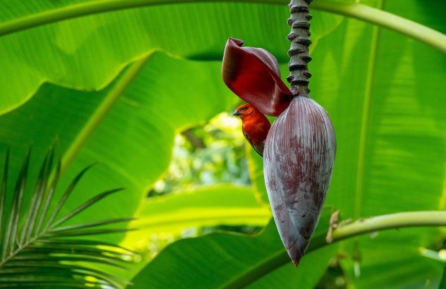Jantung pisang punya khasiat yang tak terduga