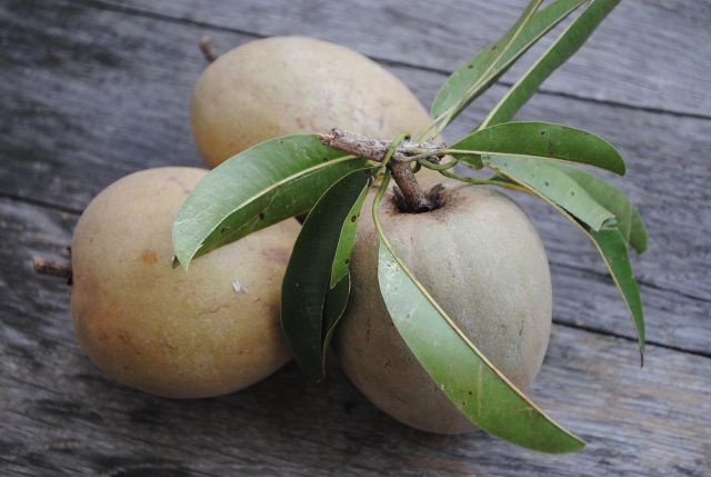 Manfaat tersembunyi dari manisnya buah sawo