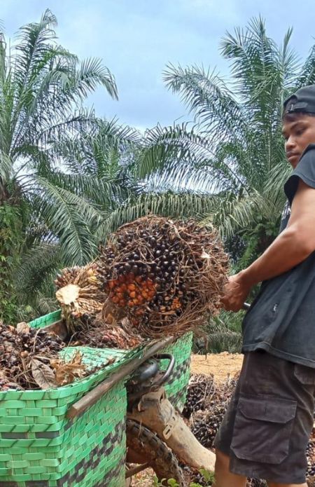 Tata kelola ekspor sawit satu pintu dinilai jadi momentum perkuat petani