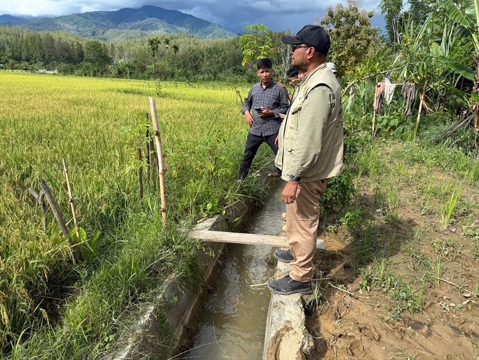 Sawah terdampak bencana di Gayo Lues mulai pulih, 13 hektare siap panen