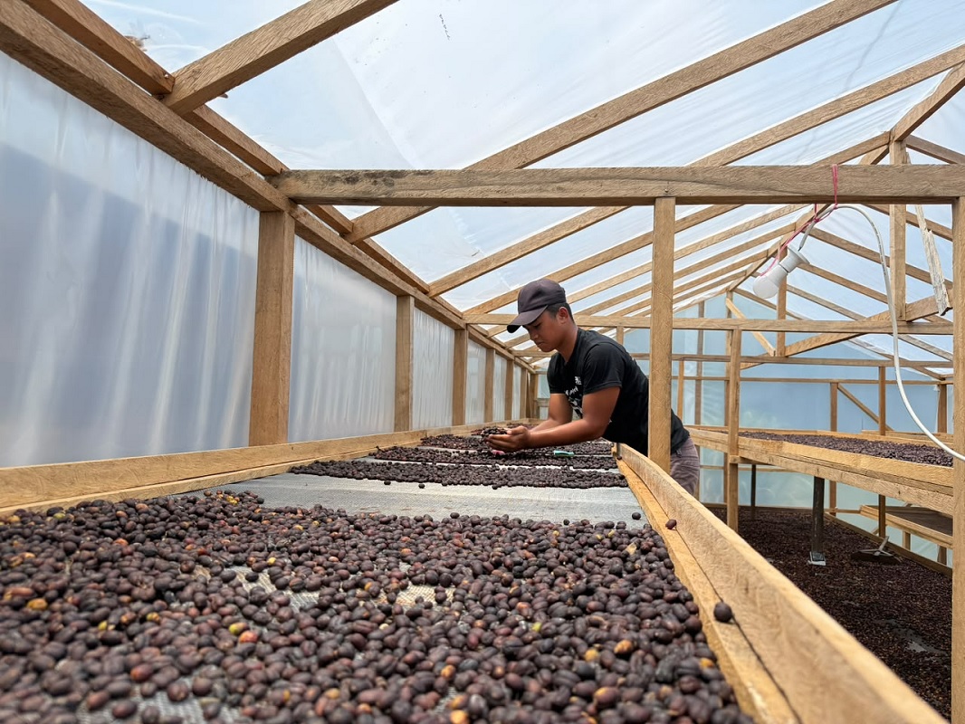 Pemberdayaan petani kopi dorong pemulihan ekonomi di Gayo Lues