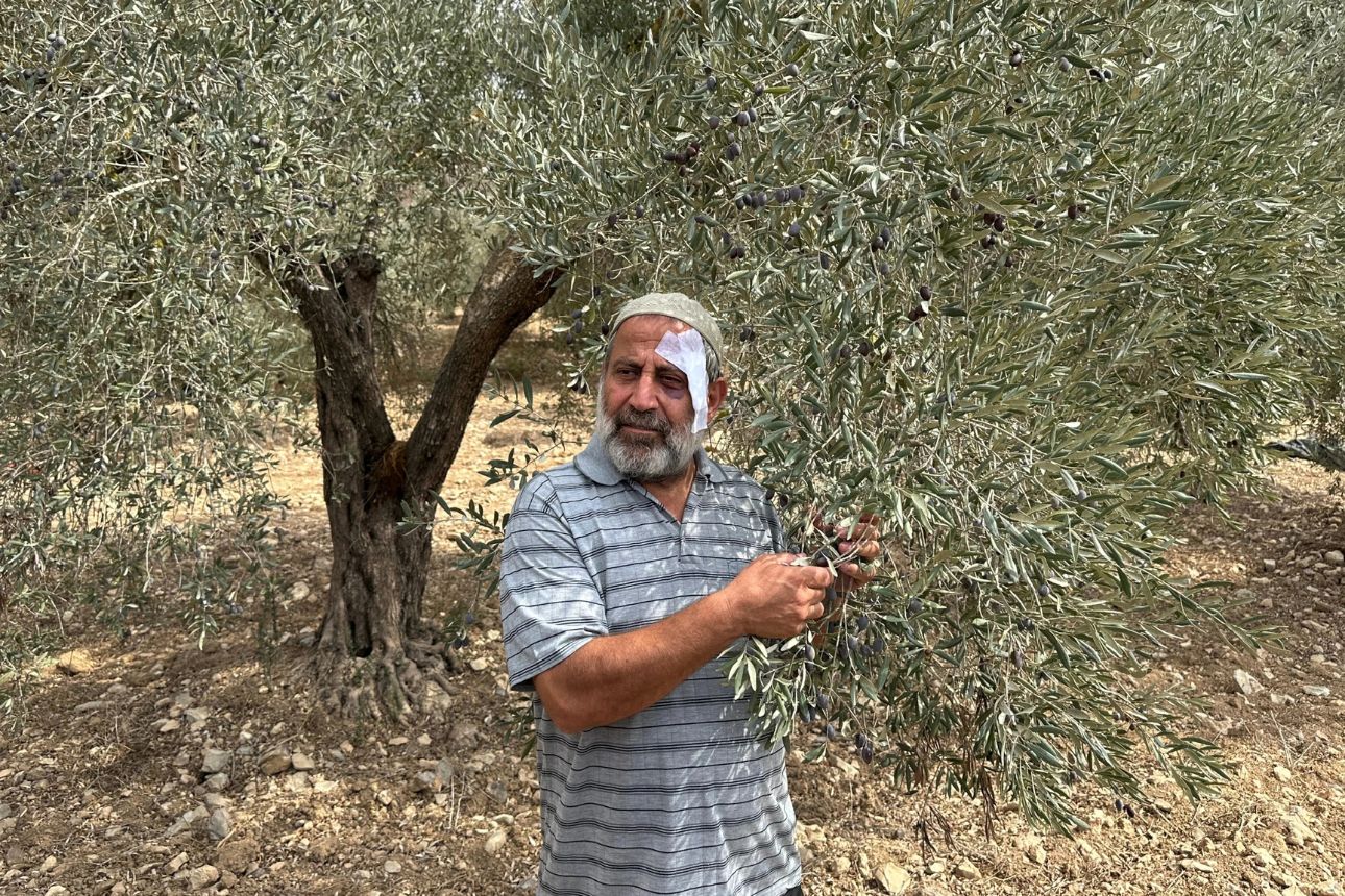 Warga Israel rusak panen zaitun milik warga Palestina