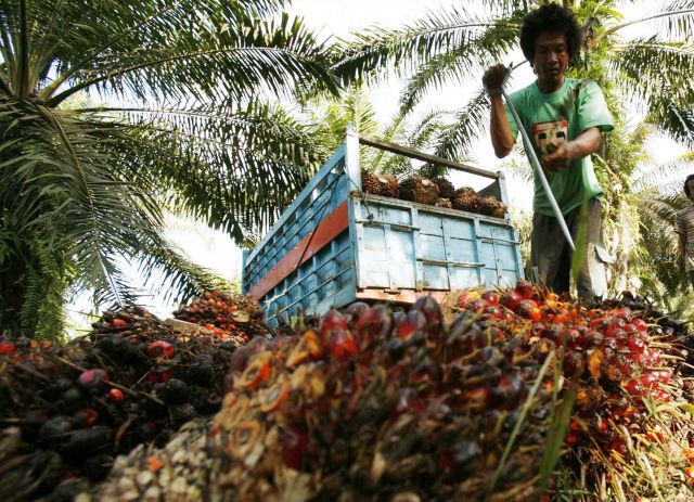 perang dagang indonesia eropa