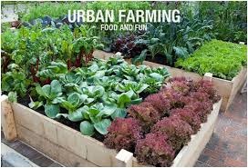 urban farming