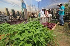 urban gardening